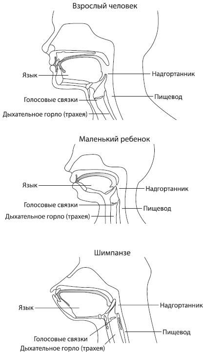 Фото Языка Взрослого Человека