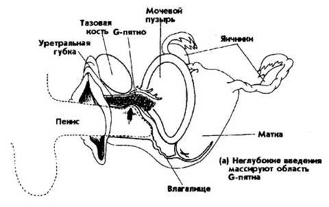 Где Находится Точка G У Женщин Фото